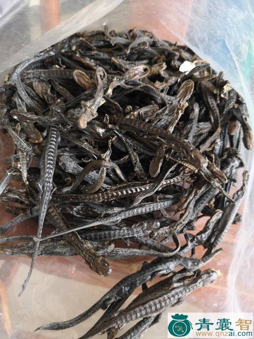 中药材水接骨丹图片