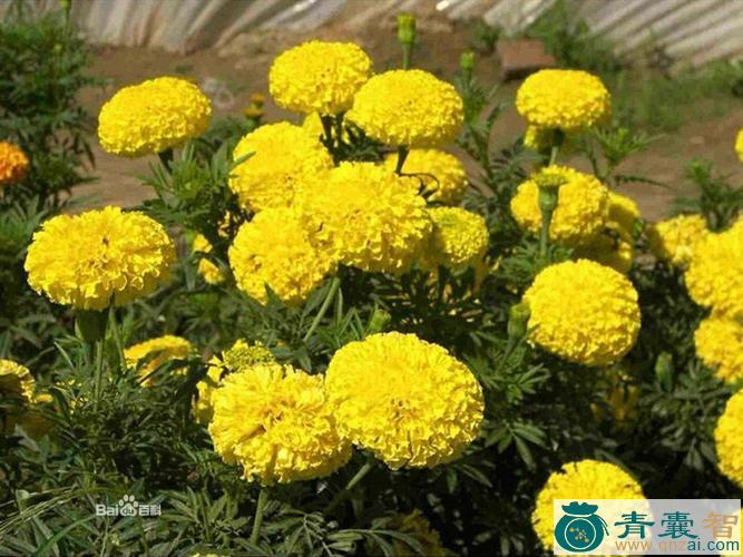 中药材水朝阳花图片