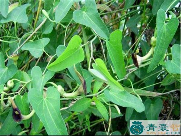 中药材水木草图片