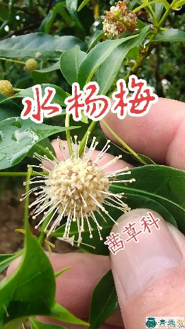 中药材水杨梅果图片