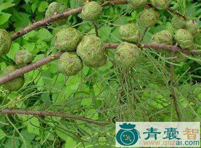 中药材水松皮图片