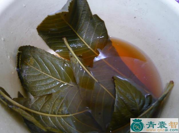 中药材水枇杷叶图片