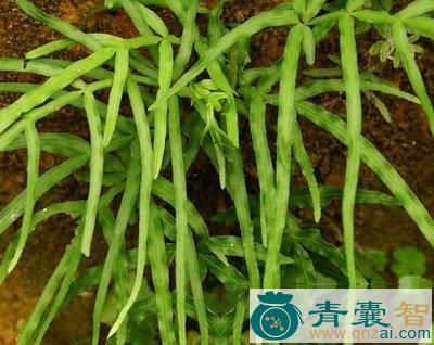 中药材水柯图片