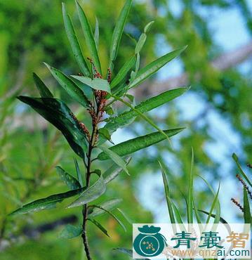 中药材水柳图片