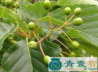 中药材水榆果图片