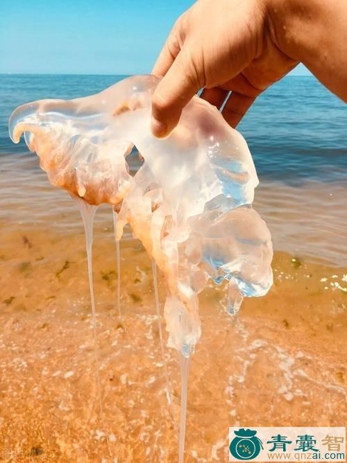 中药材水母鲜图片