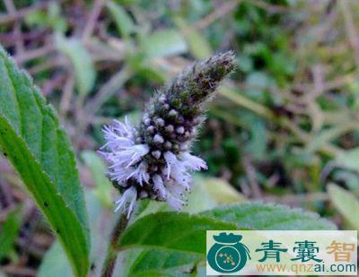 中药材水毛射图片