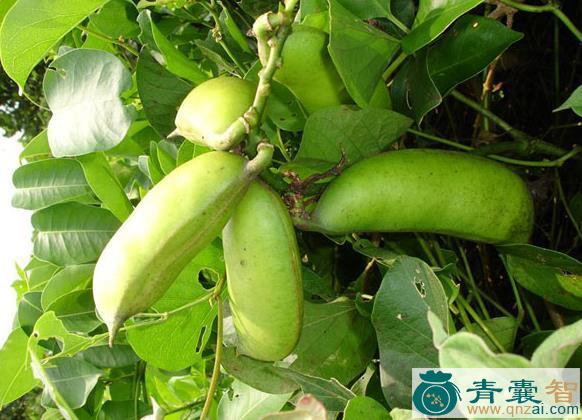 中药材水流豆图片