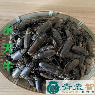 中药材水牛图片