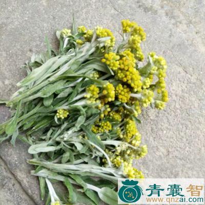 中药材水牛草图片