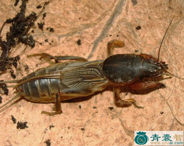 水狗仔的性状性味归经以及功效用法和注意事项-青囊智