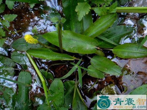 中药材水田草图片