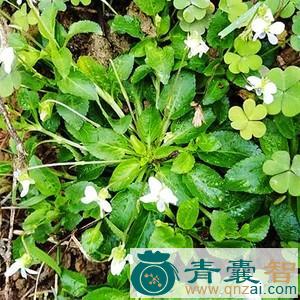 中药材水白地黄瓜图片