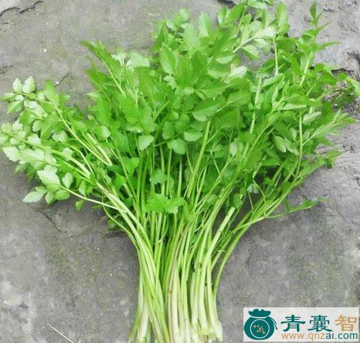 水盎菜的性状性味归经以及功效用法-青囊智