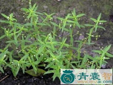 水秧草的性味归经以及功效用法-青囊智