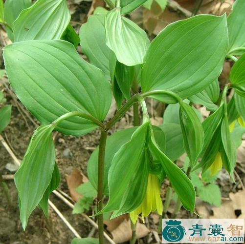 中药材水竹参图片