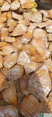 中药材水竹笋图片