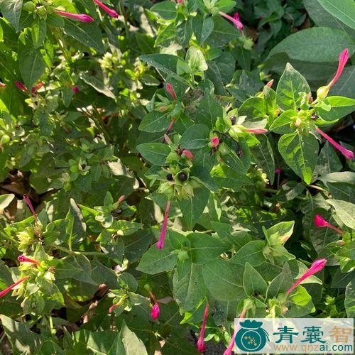 中药材水粉头图片