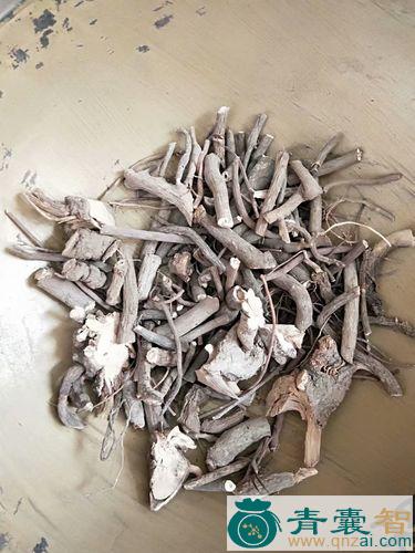 中药材水罗伞图片