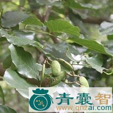 中药材水罗豆图片
