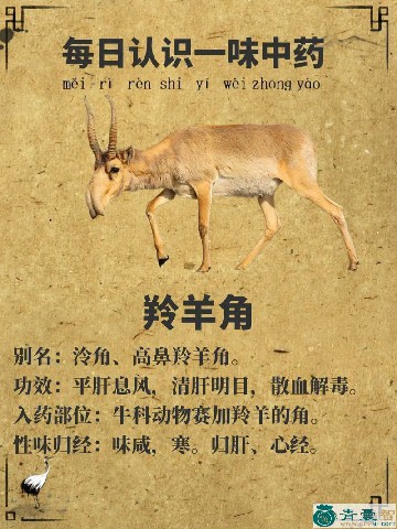 水羚羊的性状性味归经以及功效用法-青囊智