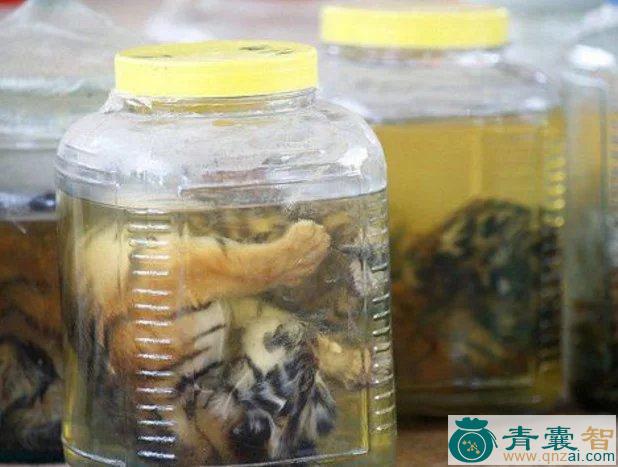 中药材水老虎图片