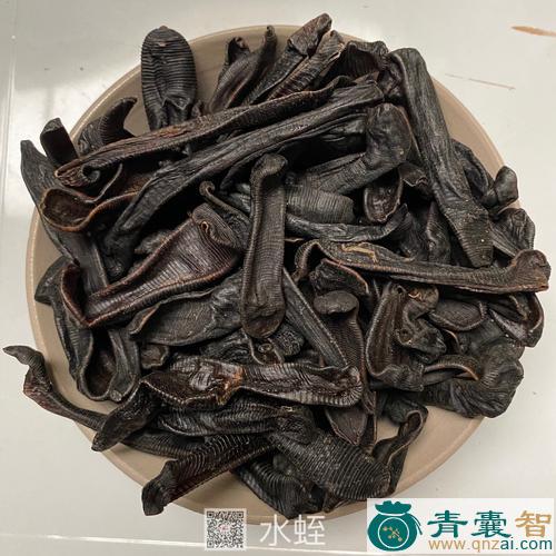 中药材水老鼠簕图片