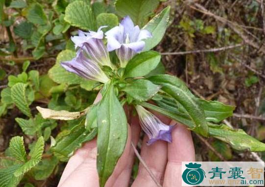 中药材水胆草图片