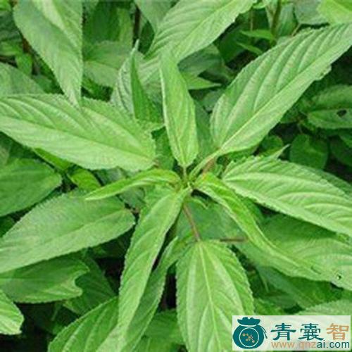 水芝麻叶的性状性味归经以及功效用法-青囊智