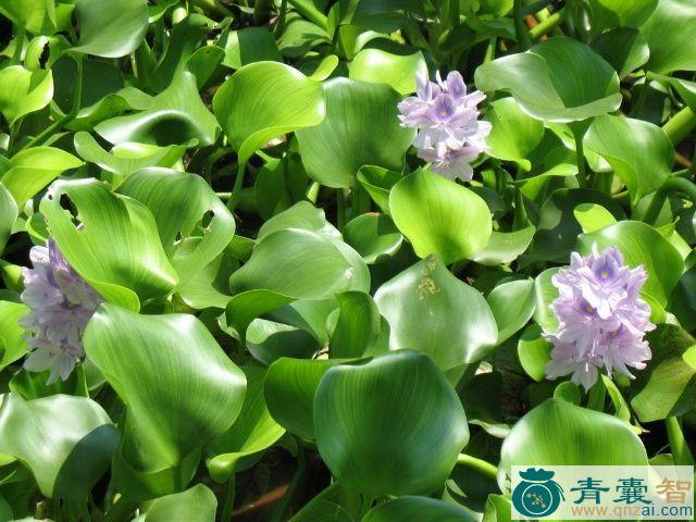 中药材水芦花图片