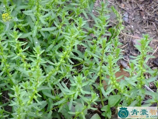 中药材水苋菜图片
