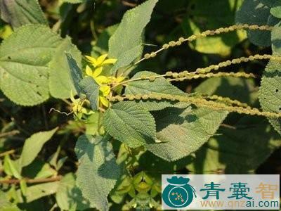 中药材水苎麻图片