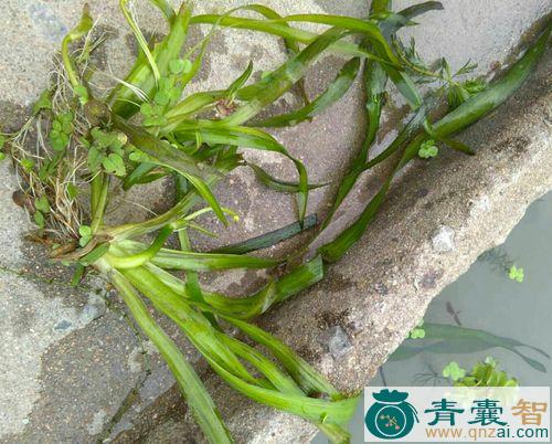 中药材水苦楝图片