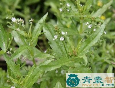 中药材水苦荬根图片