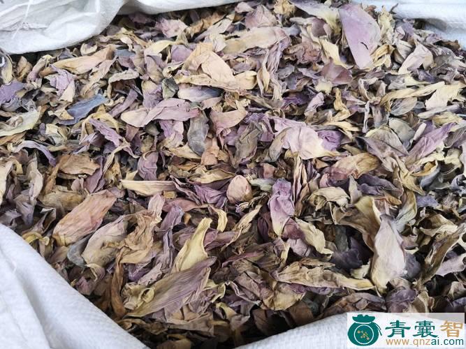 水莲花的性味归经以及功效用法-青囊智