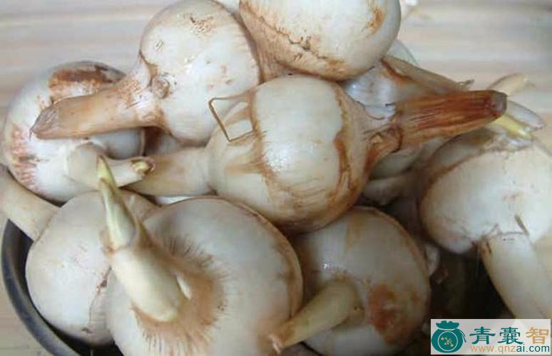 中药材水菇藜图片