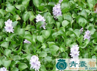 中药材水葫芦七图片