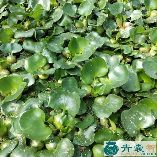 水葫芦苗的性味归经以及功效用法-青囊智