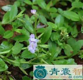 中药材水虾子草图片