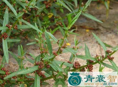 中药材水豆瓣图片