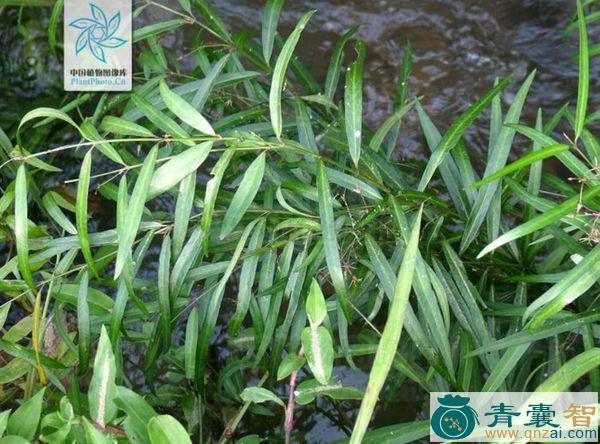 水边柳的性味归经以及功效用法-青囊智