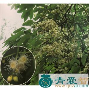 中药材水里树图片