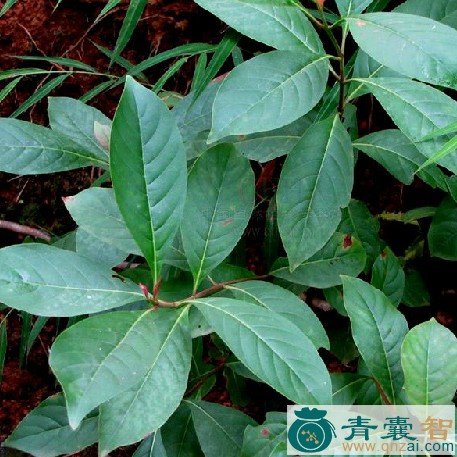 中药材水锦树图片