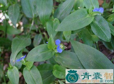 中药材水靛青图片