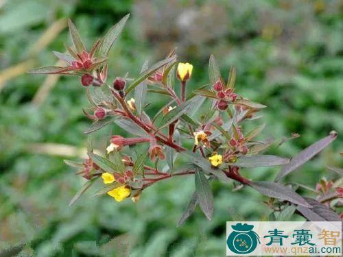 中药材水香柴图片