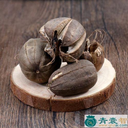 中药材水马铃图片
