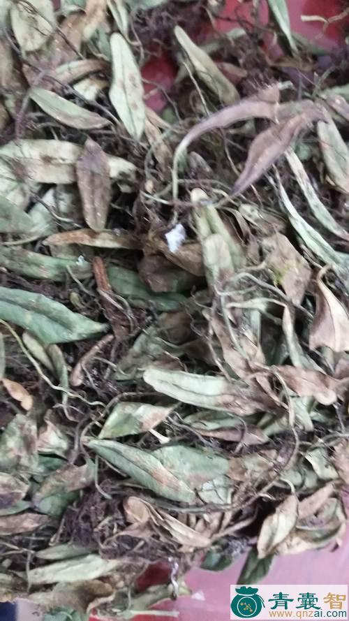 中药材水鳖苦草图片