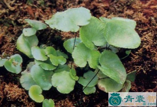 中药材水鳖蕨图片