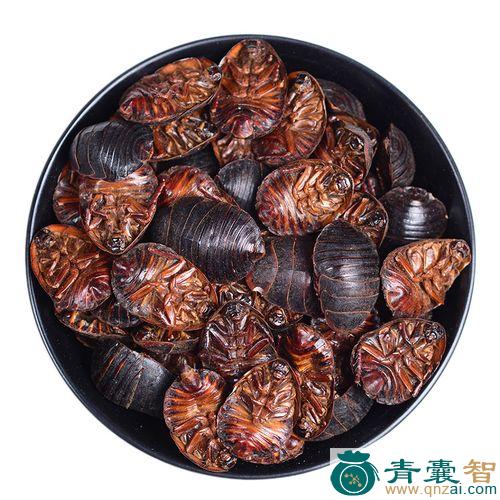 水鳖虫的性状性味归经以及功效用法-青囊智