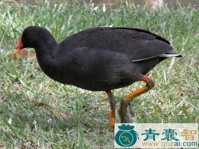 中药材水鸡油图片